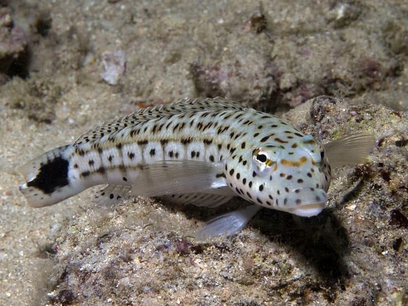 ภาพประกอบของ ปลา xanthogramma (Parapercis xanthogramma)