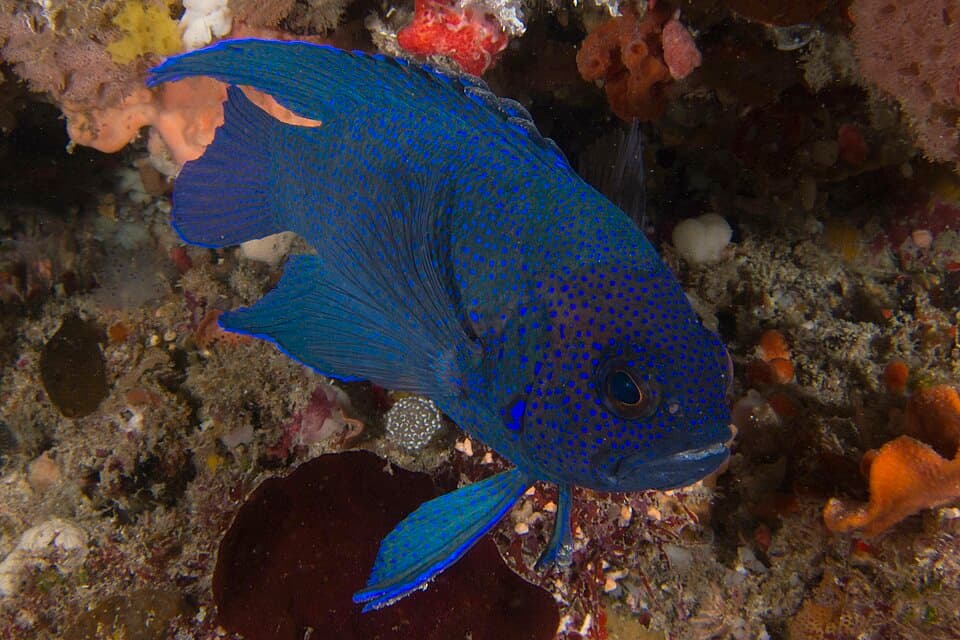 ภาพประกอบของ ปลา sinclairi (Paraplesiops sinclairi)