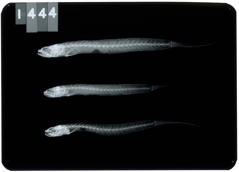 ภาพประกอบของ ปลาบู่ rictuosus (Parapocryptes rictuosus)