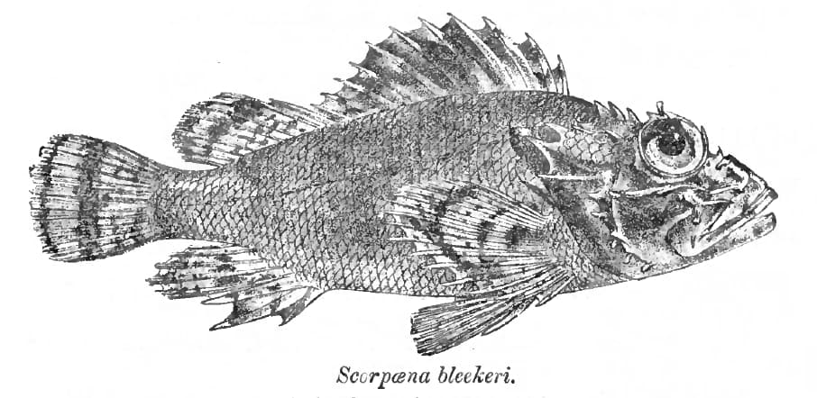 ภาพประกอบของ ปลาแมงป่องลายหินอ่อนปะการัง (Parascorpaena picta)