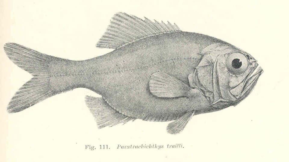 ภาพประกอบของ ปลา trailli (Paratrachichthys trailli)