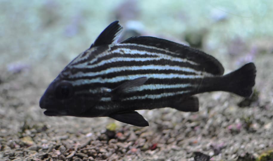 ภาพประกอบของ ปลาจวดครีบสูงลายเส้น (Pareques acuminatus)