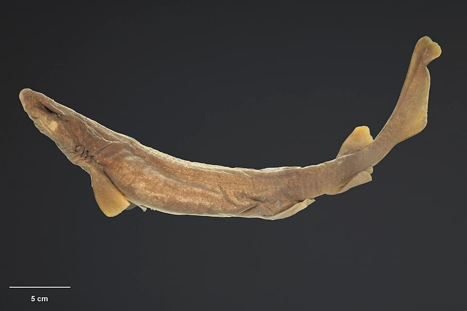 ภาพประกอบของ ปลา macmillani (Parmaturus macmillani)