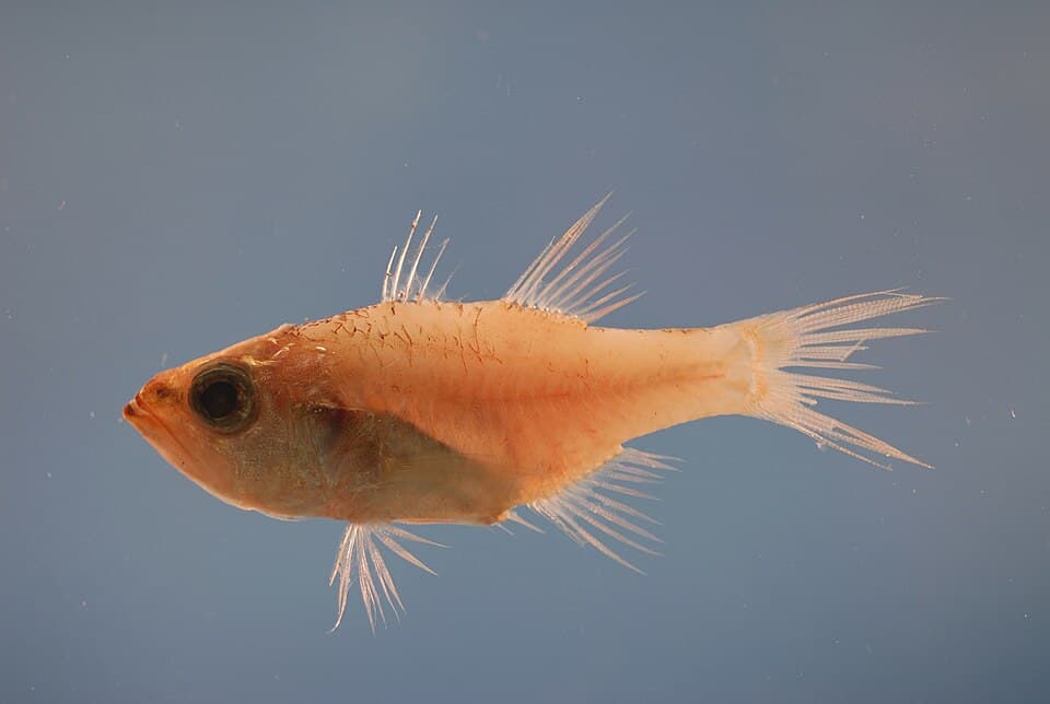 ภาพประกอบของ ปลาอมไข่ affinis (Paroncheilus affinis)