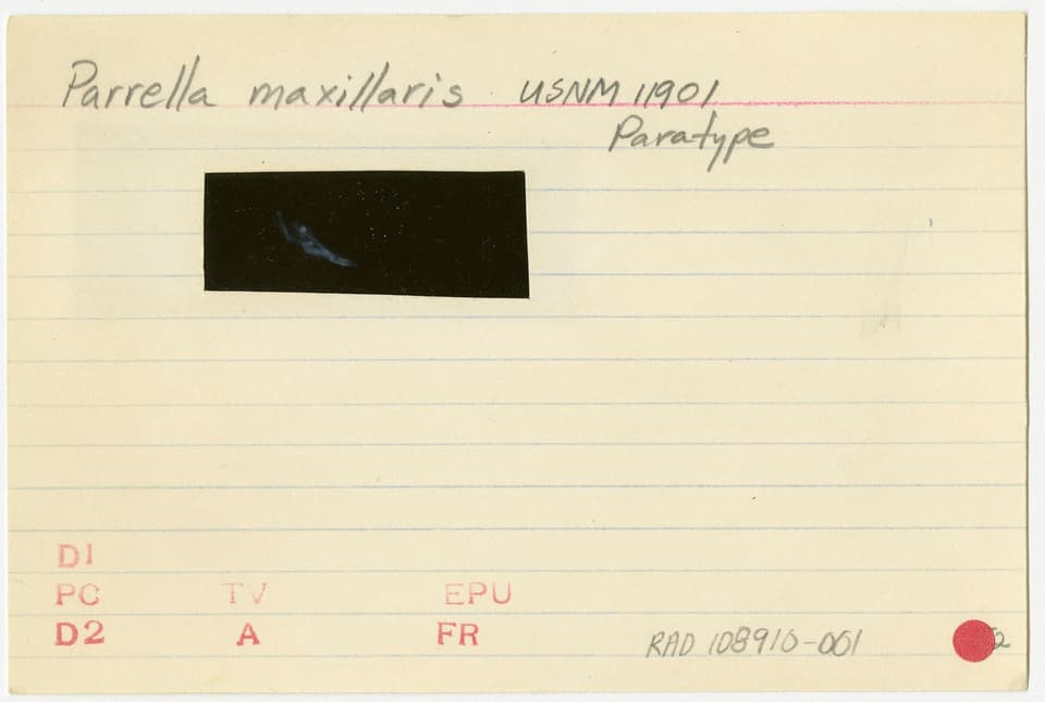 ภาพประกอบของ ปลาบู่บู่ (Parrella maxillaris)