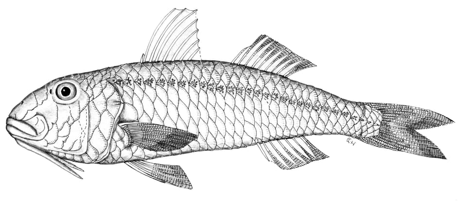 ภาพประกอบของ ปลาแพะ angulatus (Parupeneus angulatus)