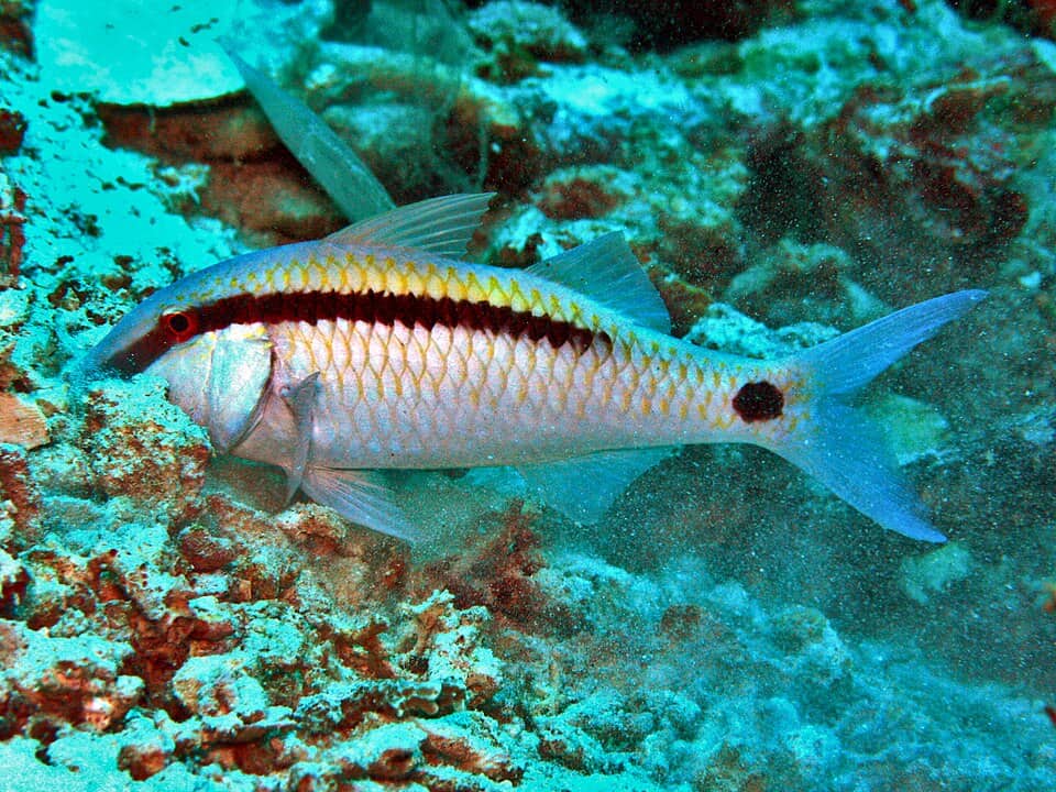 ภาพ ปลาแพะเส้นดำ (Parupeneus barberinus)