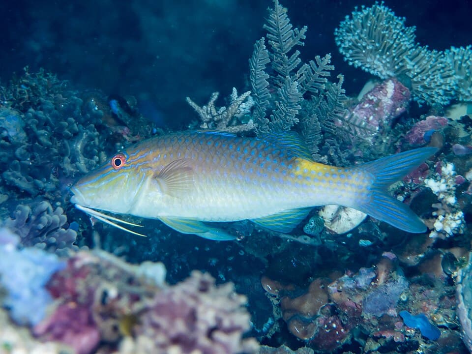 ภาพประกอบของ ปลาแพะสดอานม้า (Parupeneus cyclostomus)