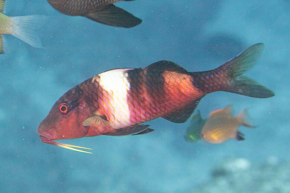 ภาพประกอบของ ปลาแพะลายบั้ง (Parupeneus multifasciatus)