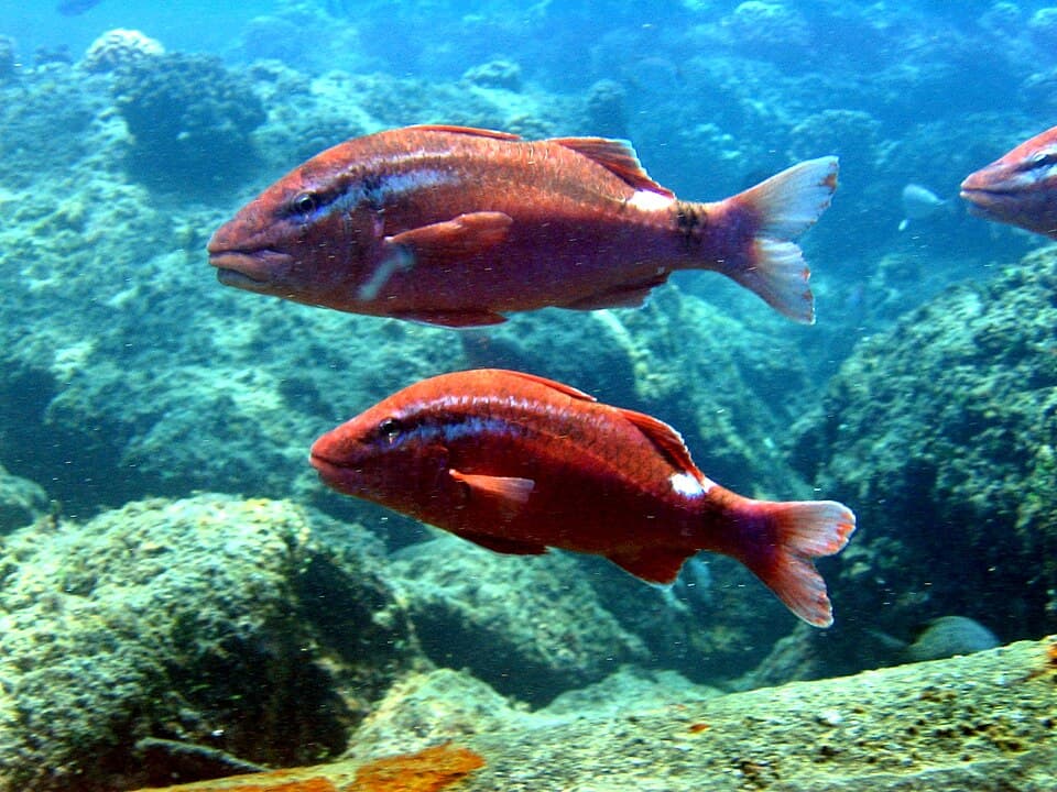 ภาพประกอบของ ปลาแพะ porphyreus (Parupeneus porphyreus)