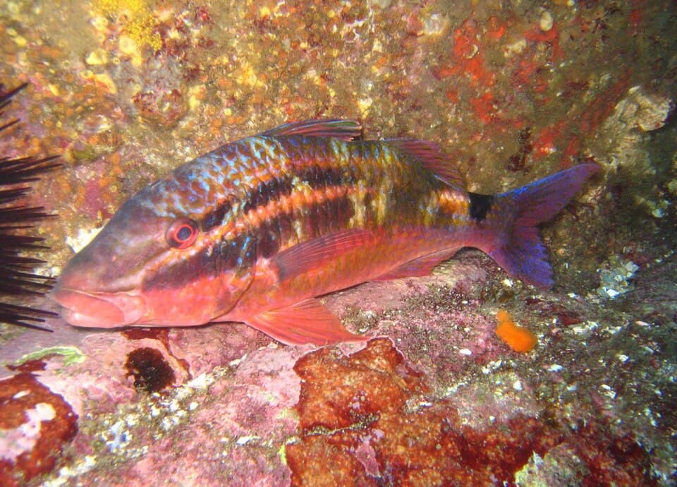 ภาพประกอบของ ปลาแพะดำอานม้า (Parupeneus spilurus)