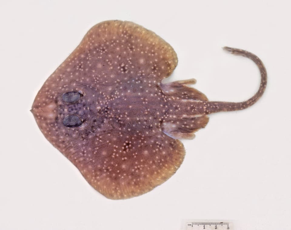 ภาพประกอบของ ปลา nitida (Pavoraja nitida)