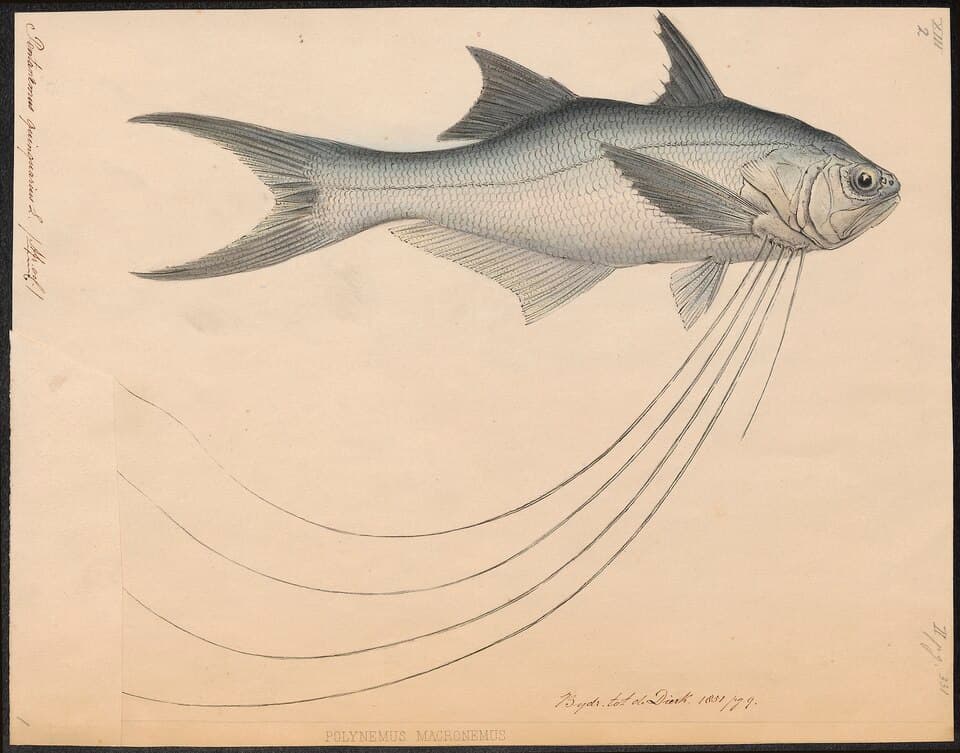 ภาพประกอบของ ปลา quinquarius (Pentanemus quinquarius)