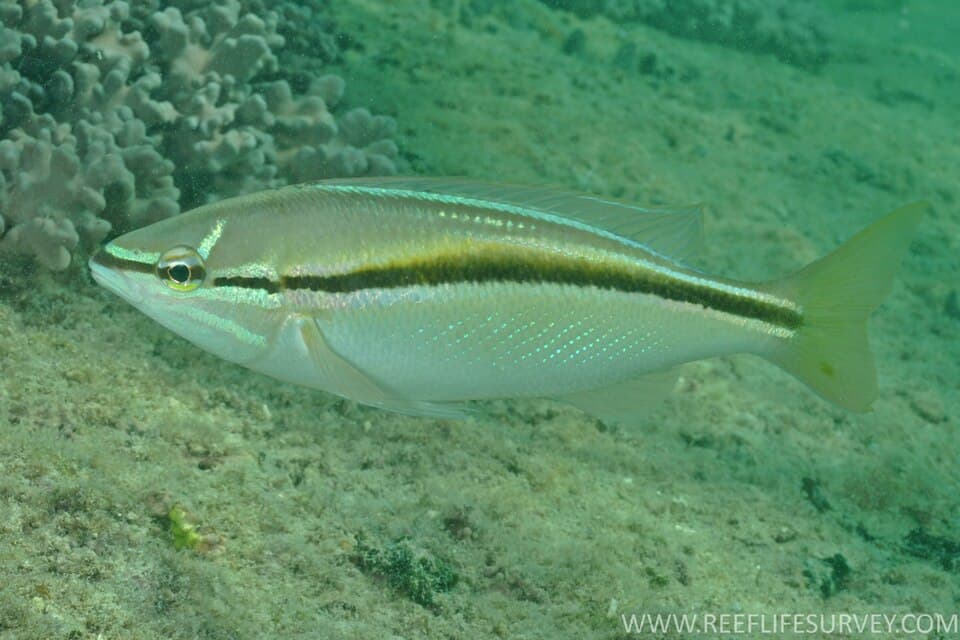 ภาพประกอบของ ปลา vitta (Pentapodus vitta)