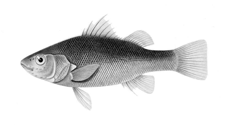 ภาพประกอบของ ปลา melanops (Percichthys melanops)
