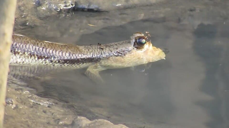 ภาพประกอบของ ปลาบู่ยักษ์ (Periophthalmodon freycineti)