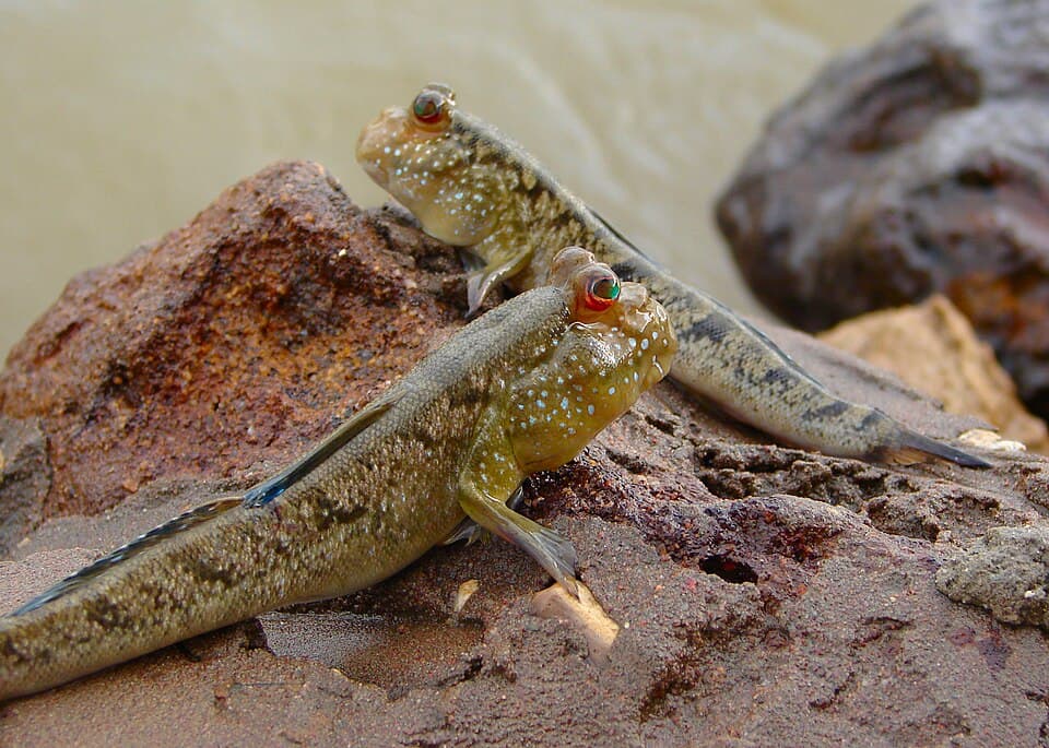 ภาพประกอบของ ปลาบู่แอตแลนติก (Periophthalmus barbarus)