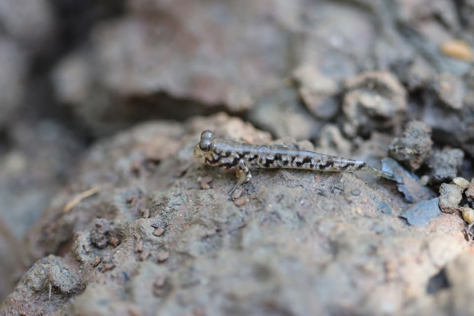ภาพประกอบของ ปลาบู่ darwini (Periophthalmus darwini)