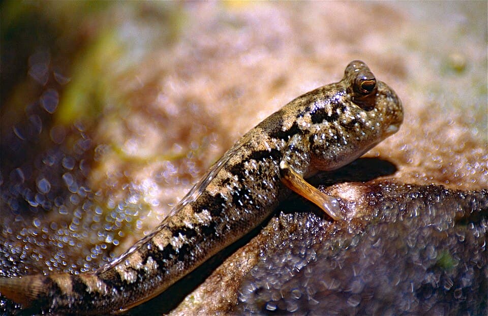 ภาพประกอบของ ปลาบู่แอฟริกา (Periophthalmus kalolo)