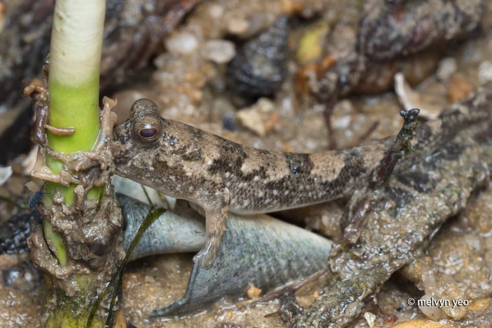 ภาพประกอบของ ปลาจุมพรวดวลัยลักษณ์ (Periophthalmus walailakae)
