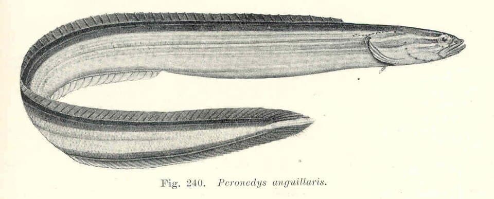 ภาพประกอบของ ปลา anguillaris (Peronedys anguillaris)