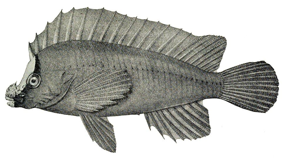 ภาพประกอบของ ปลา leucometopon (Perryena leucometopon)