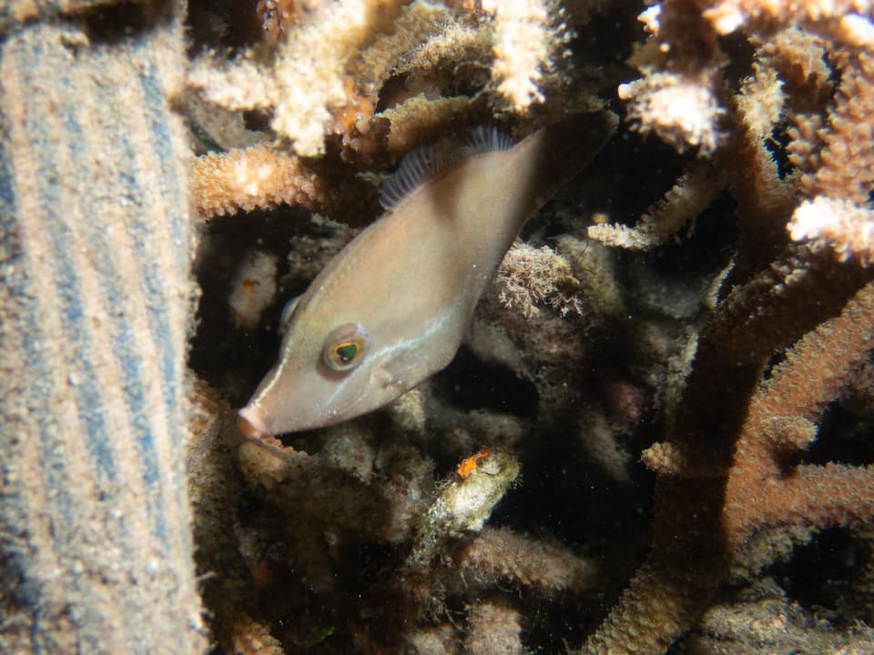 ภาพประกอบของ ปลาวัวหนังดำลายเส้น (Pervagor nigrolineatus)
