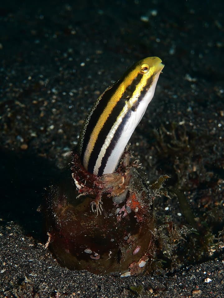 ภาพ ปลาตีนแถบ (Petroscirtes breviceps)