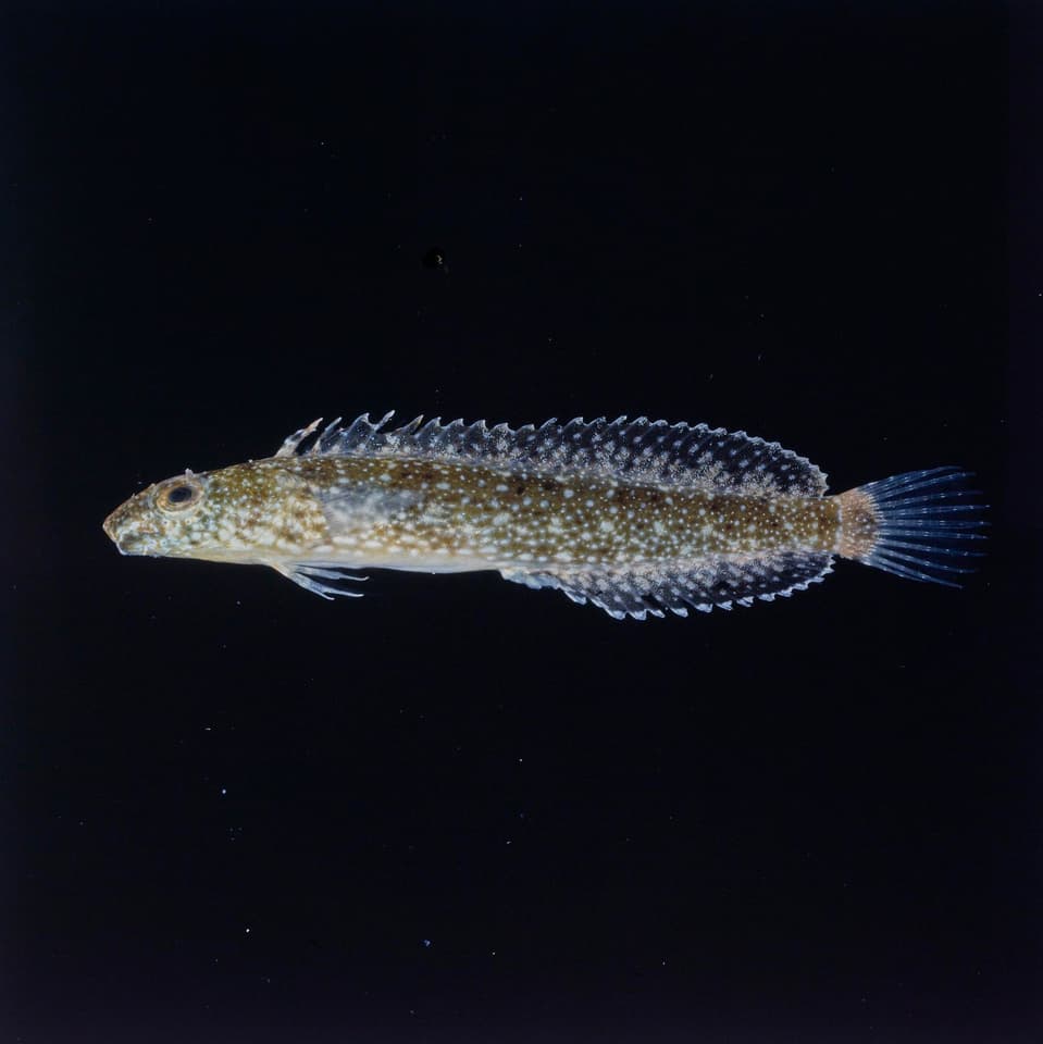 ภาพประกอบของ ปลาตั๊กแตนหิน thepassii (Petroscirtes thepassii)
