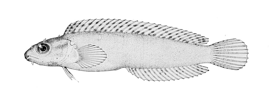 ภาพประกอบของ ปลาตั๊กแตนหินตั๊กแตนหิน (Petroscirtes variabilis)