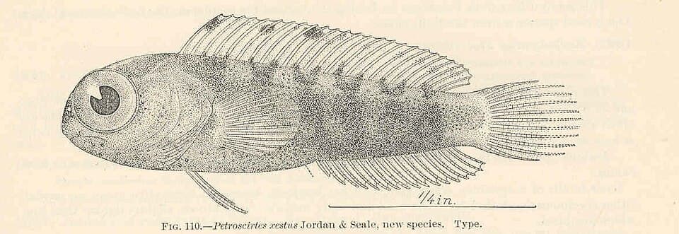 ภาพประกอบของ ปลาตั๊กแตนหินตั๊กแตนหิน (Petroscirtes xestus)