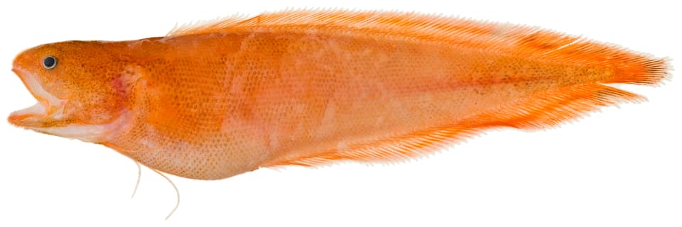 ภาพประกอบของ ปลา sanguineus (Petrotyx sanguineus)