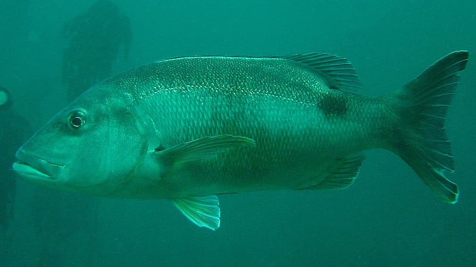 ภาพประกอบของ ปลา rupestris (Petrus rupestris)