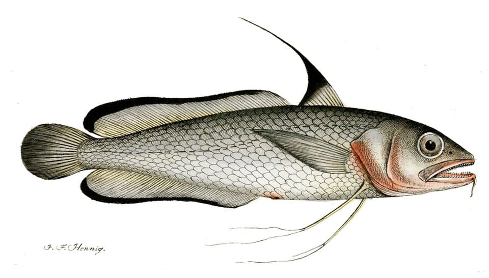 ภาพประกอบของ ปลา blennoides (Phycis blennoides)