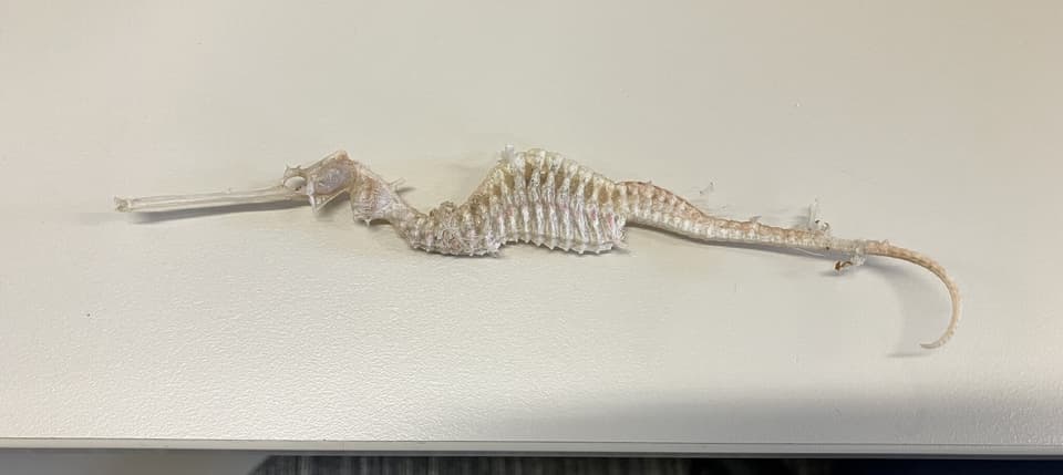 ภาพประกอบของ มังกรทะเลทับทิม (Phyllopteryx dewysea)
