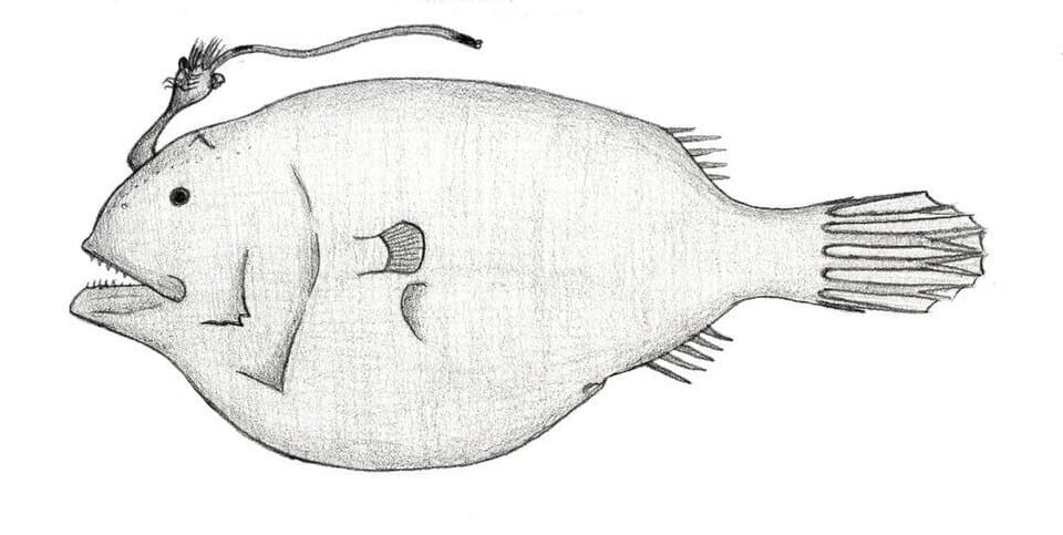 ภาพประกอบของ ปลา balushkini (Phyllorhinichthys balushkini)