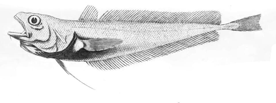ภาพประกอบของ ปลา argyropastus (Physiculus argyropastus)