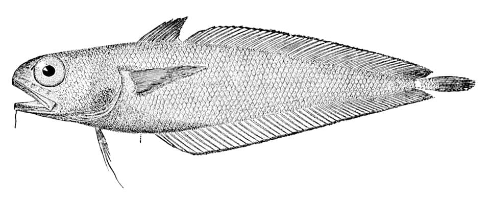 ภาพประกอบของ ปลา fulvus (Physiculus fulvus)