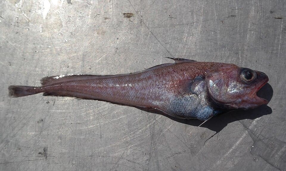 ภาพประกอบของ ปลา rastrelliger (Physiculus rastrelliger)