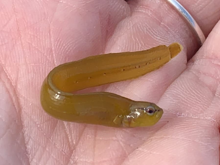 ภาพประกอบของ ปลา chirus (Phytichthys chirus)