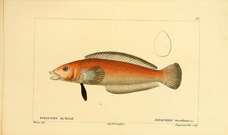 ภาพประกอบของ ปลา brasilianus (Pinguipes brasilianus)