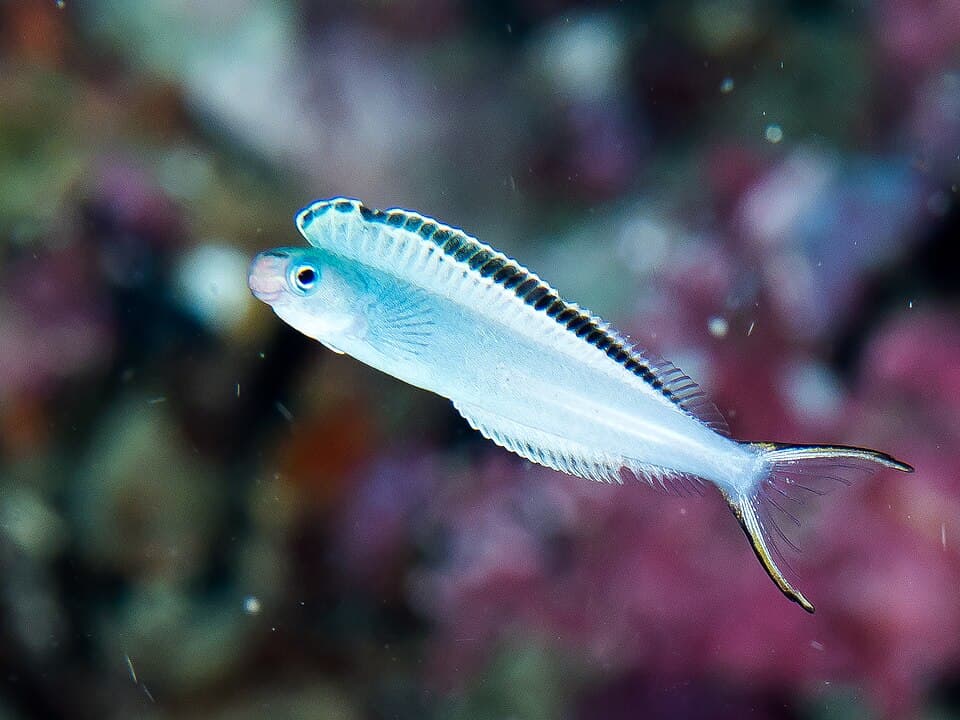 ภาพประกอบของ ปลาตั๊กแตนหิน phenax (Plagiotremus phenax)