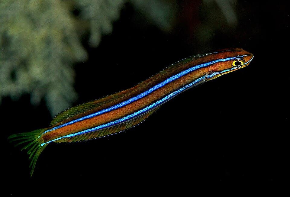 ภาพประกอบของ ปลาตั๊กแตนหิน rhinorhynchos (Plagiotremus rhinorhynchos)