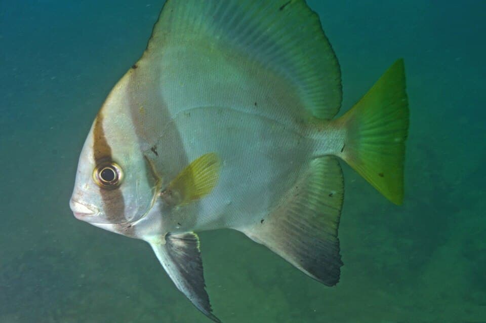 ภาพ ปลาหูช้าง (Platax batavianus)