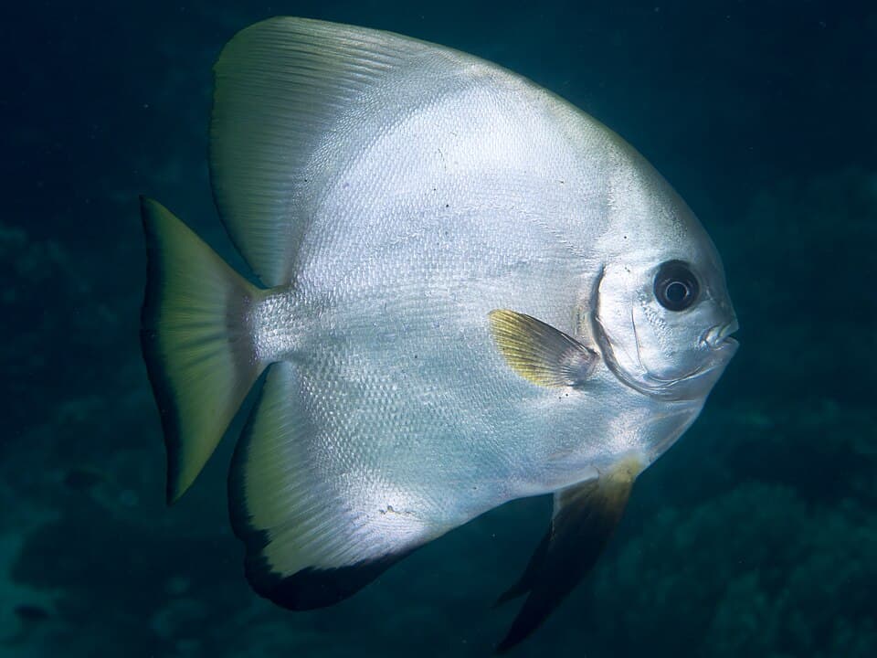 ภาพประกอบของ ปลาหูช้าง boersii (Platax boersii)