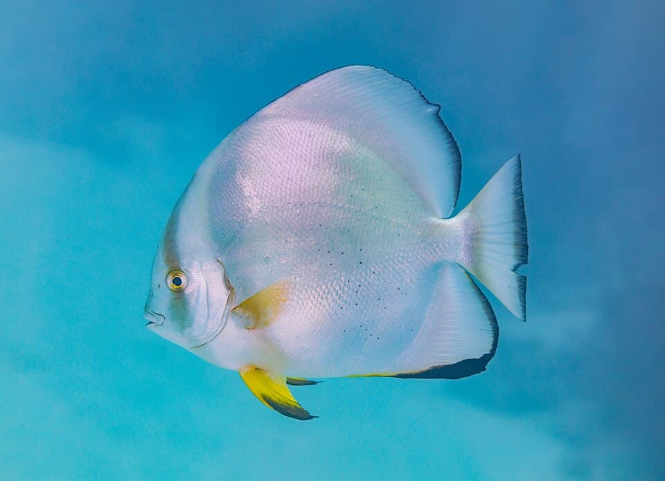 ภาพ ปลาหูช้างกลม (Platax orbicularis)