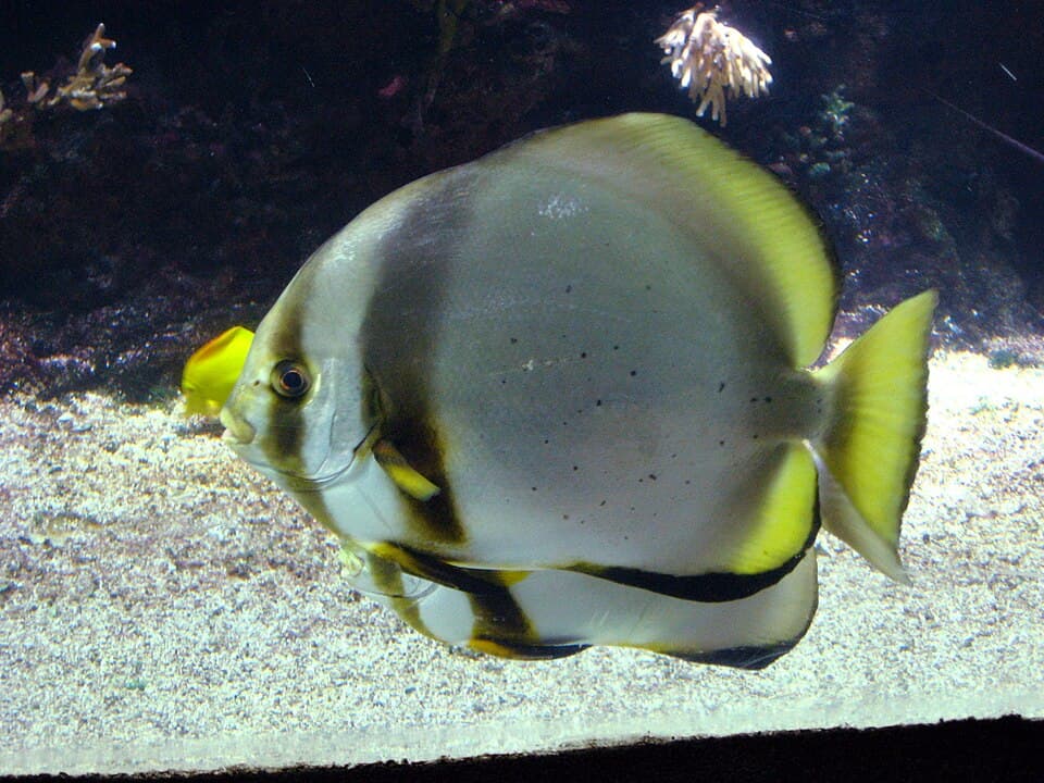 ภาพ ปลาหูช้างขอบส้ม (Platax pinnatus)