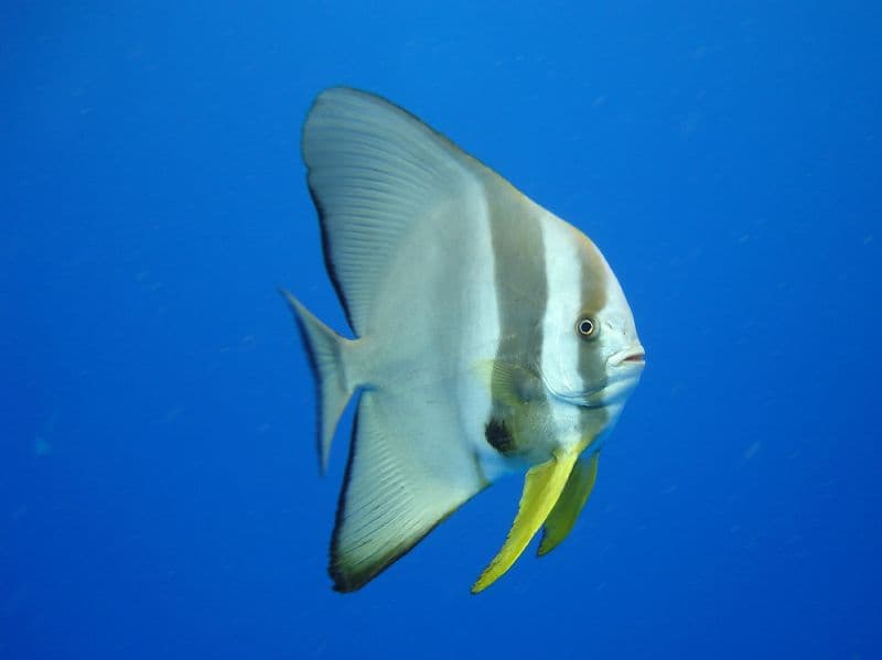 ภาพ ปลาหูช้างครีบยาว (Platax teira)