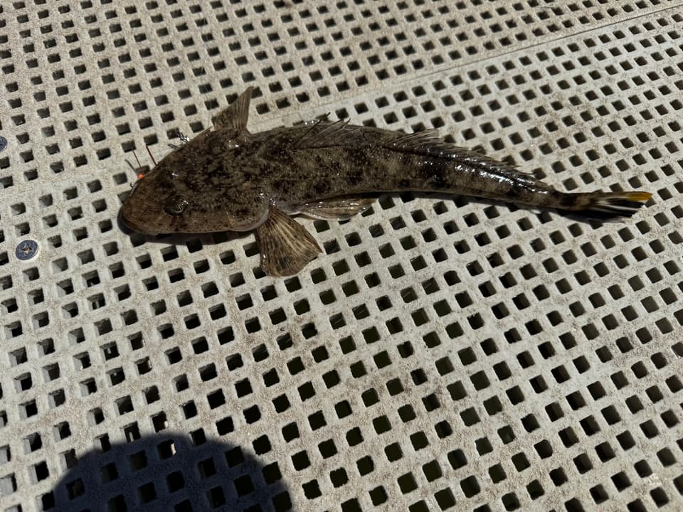 ภาพประกอบของ ปลา westraliae (Platycephalus westraliae)