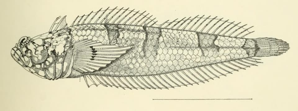 ภาพประกอบของ ปลา rubellulus (Platygillellus rubellulus)